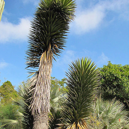 Nasiona Juki Valida (Yucca valida)