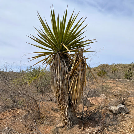 Nasiona Juki Valida (Yucca valida)