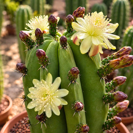 Nasiona Kaktusa Chichipe (Polaskia chichipe)