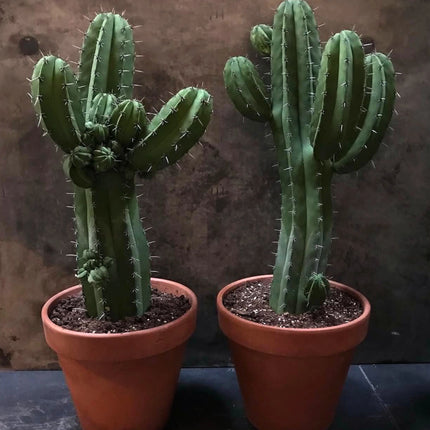 Nasiona Kaktusa Chichipe (Polaskia chichipe)