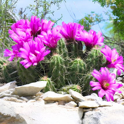 Nasiona Kaktusa Enneacanthus (Echinocereus enneacanthus)