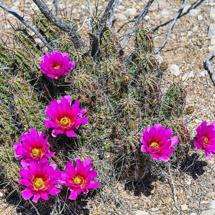 Nasiona Kaktusa Enneacanthus (Echinocereus enneacanthus)