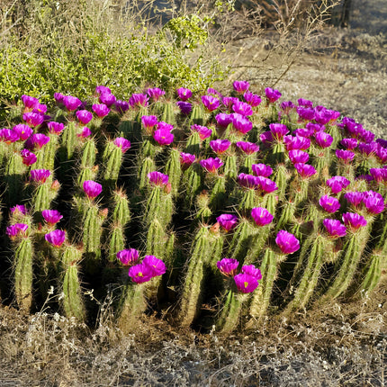 Nasiona Kaktusa Enneacanthus (Echinocereus enneacanthus)