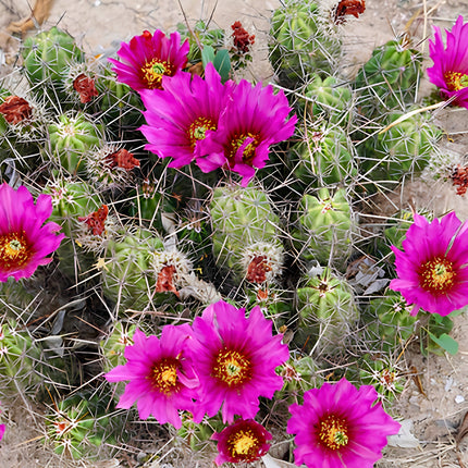 Nasiona Kaktusa Enneacanthus (Echinocereus enneacanthus)