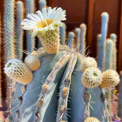 Nasiona Kaktusa Kardon (Pachycereus pringlei)