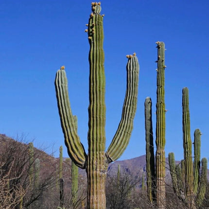 Nasiona Kaktusa Kardon (Pachycereus pringlei)