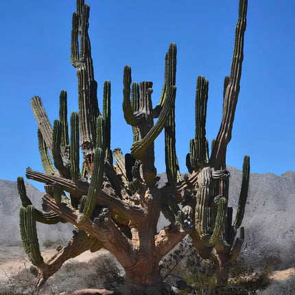 Nasiona Kaktusa Kardon (Pachycereus pringlei)