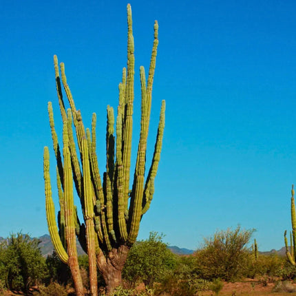 Nasiona Kaktusa Kardon (Pachycereus pringlei)