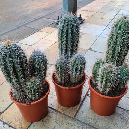Nasiona Kaktusa Kardon (Pachycereus pringlei)