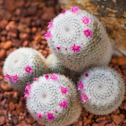 Nasiona Kaktusa białowełnistego (Mammillaria albilanata)