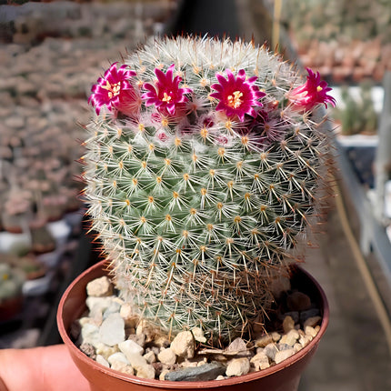 Nasiona Kaktusa białowełnistego (Mammillaria albilanata)