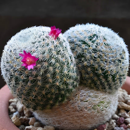Nasiona Kaktusa białowełnistego (Mammillaria albilanata)
