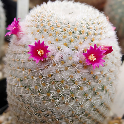 Nasiona Kaktusa białowełnistego (Mammillaria albilanata)