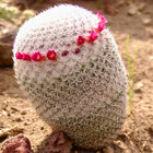 Nasiona Kaktusa białowełnistego (Mammillaria albilanata)