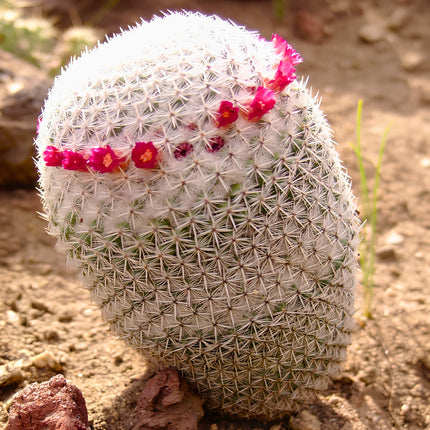 Nasiona Kaktusa białowełnistego (Mammillaria albilanata)
