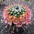 Nasiona Kaktusa Mammillaria Carnea (Mammillaria carnea)