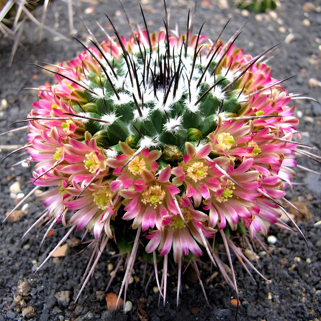 Nasiona Kaktusa Mammillaria Carnea (Mammillaria carnea)