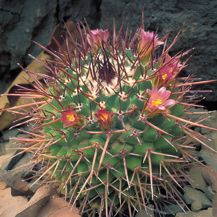 Nasiona Kaktusa Mammillaria Carnea (Mammillaria carnea)