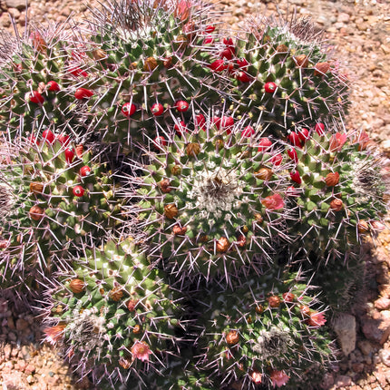 Nasiona Kaktusa Mammillaria Carnea (Mammillaria carnea)