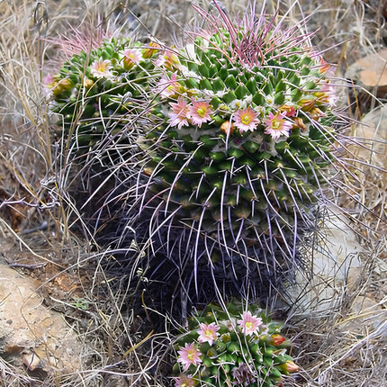 Nasiona Kaktusa Mammillaria Carnea (Mammillaria carnea)