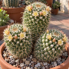 Nasiona kaktusa mamilarii nejapańskiej (Mammillaria karwinskiana subsp. nejapensis)