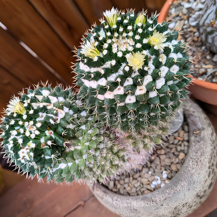 Nasiona kaktusa mamilarii nejapańskiej (Mammillaria karwinskiana subsp. nejapensis)