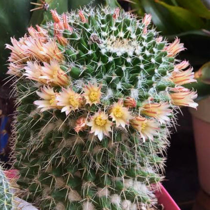 Nasiona kaktusa mamilarii nejapańskiej (Mammillaria karwinskiana subsp. nejapensis)