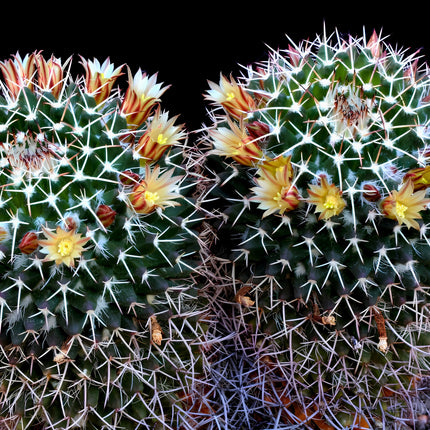 Nasiona kaktusa mamilarii nejapańskiej (Mammillaria karwinskiana subsp. nejapensis)