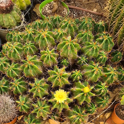 Nasiona Kaktusa Robustusa (Ferocactus robustus)