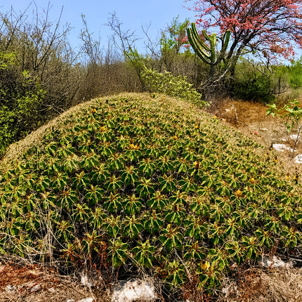 Nasiona Kaktusa Robustusa (Ferocactus robustus)