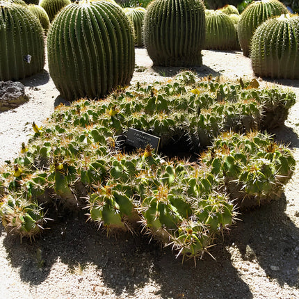 Nasiona Kaktusa Robustusa (Ferocactus robustus)