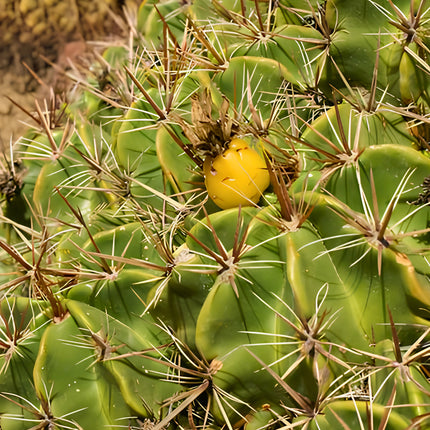 Nasiona Kaktusa Robustusa (Ferocactus robustus)