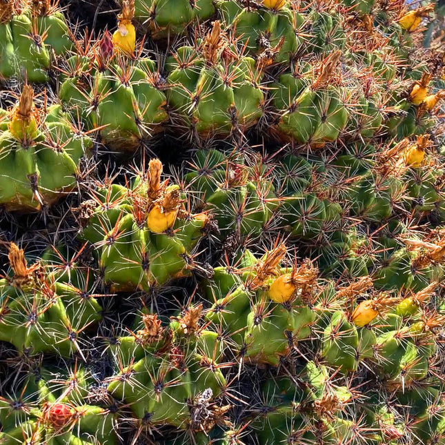 Nasiona Kaktusa Robustusa (Ferocactus robustus)