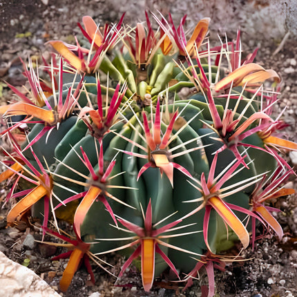 Nasiona Kaktusa Szerokokolcowego (Ferocactus latispinus)