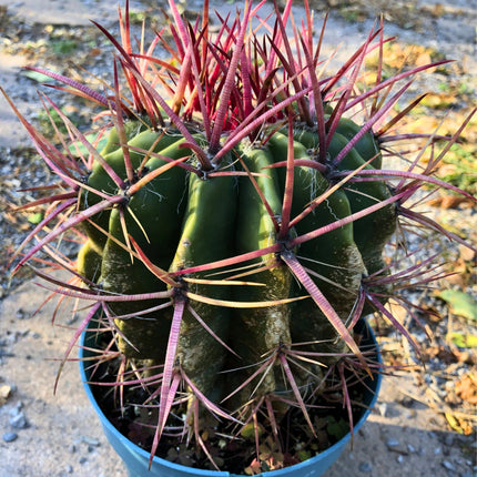 Nasiona Kaktusa Szerokokolcowego (Ferocactus latispinus)
