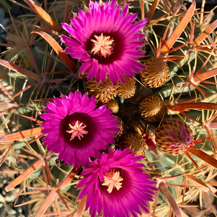 Nasiona Kaktusa Szerokokolcowego (Ferocactus latispinus)