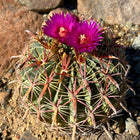 Nasiona Kaktusa Szerokokolcowego (Ferocactus latispinus)