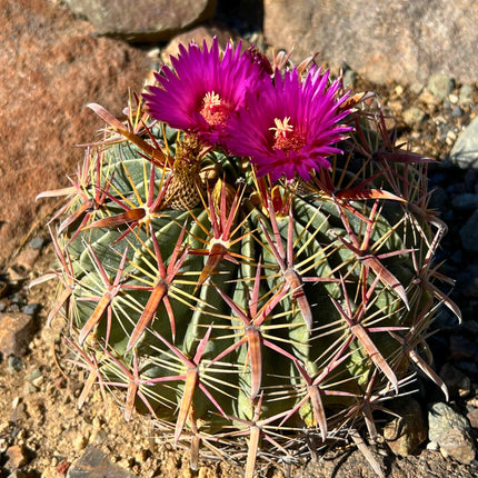 Nasiona Kaktusa Szerokokolcowego (Ferocactus latispinus)