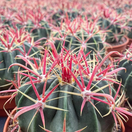 Nasiona Kaktusa Szerokokolcowego (Ferocactus latispinus)