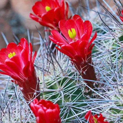 Nasiona Kaktusa Szkarłatnego (Echinocereus coccineus)