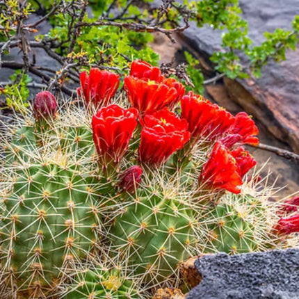Nasiona Kaktusa Szkarłatnego (Echinocereus coccineus)