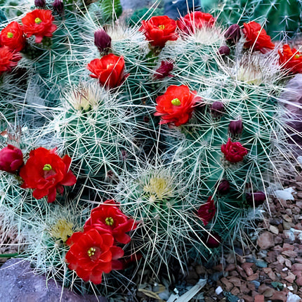 Nasiona Kaktusa Szkarłatnego (Echinocereus coccineus)