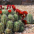 Nasiona Kaktusa Szkarłatnego (Echinocereus coccineus)