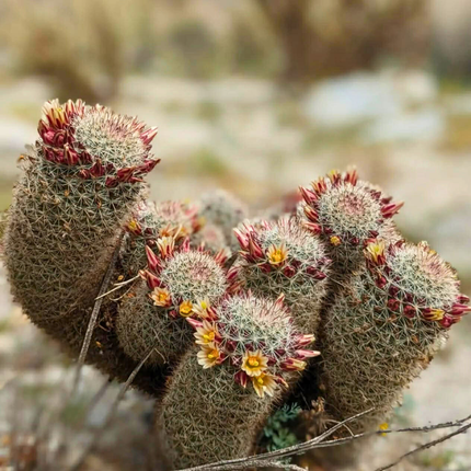 Zemeņu kaktusa sēklas - Mammillaria Dioica