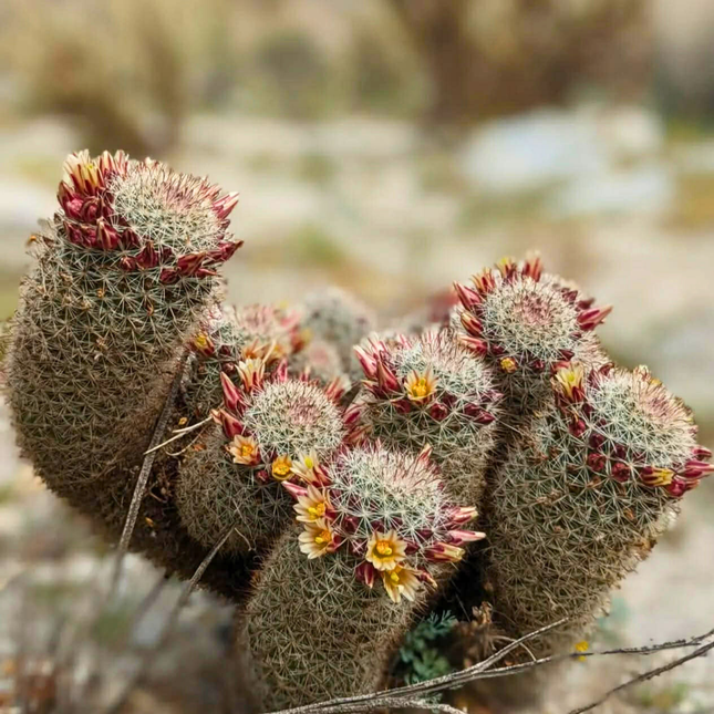 Sjeme jagodastog kaktusa - Mammillaria Dioica