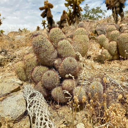 Zemeņu kaktusa sēklas - Mammillaria Dioica