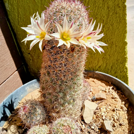 Zemeņu kaktusa sēklas - Mammillaria Dioica