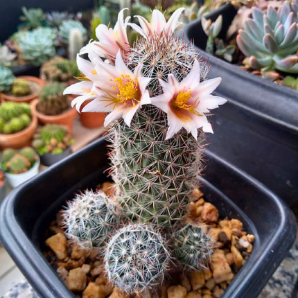 Zemeņu kaktusa sēklas - Mammillaria Dioica