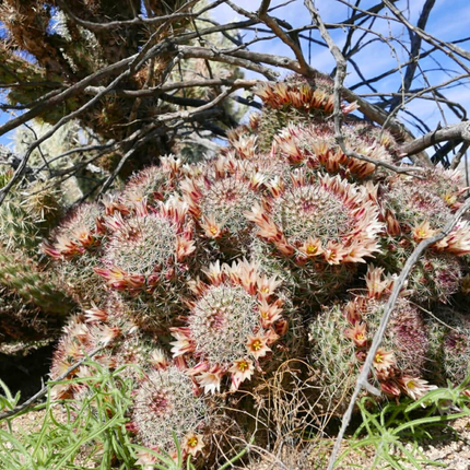 Zemeņu kaktusa sēklas - Mammillaria Dioica