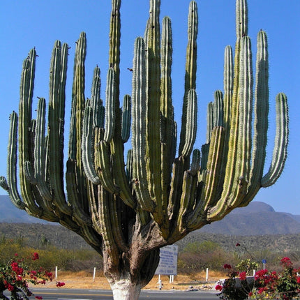 Nasiona Kaktusa Weberi (Pachycereus weberi)